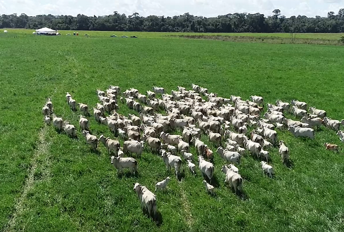 Seguro pecuário tem crescido em MT devido a queimadas e mudanças climáticas